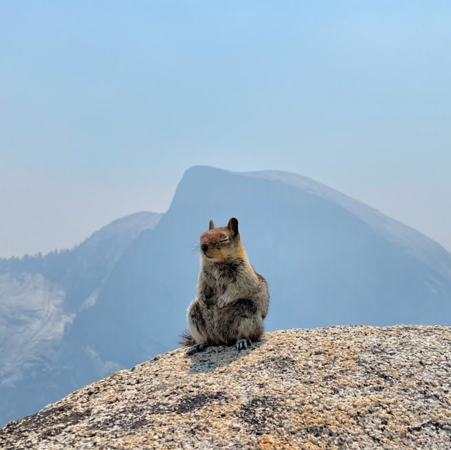 Meditating Chipmunk
